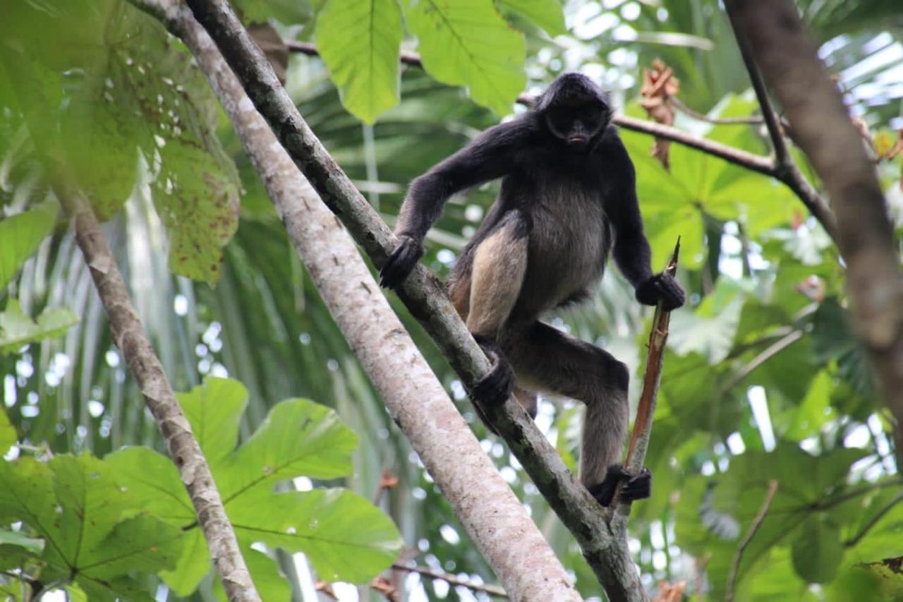 Puerto MisahuallíPlaya Tortugaアパートメント エクステリア 写真